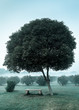 Lonely tree and empty bench