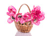 Pink tulips in a basket