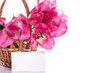 Pink tulips in a basket