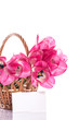 Pink tulips in a basket