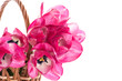 Pink tulips in a basket