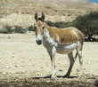 The onager (Equus hemionus) is a brown Asian wild ass
