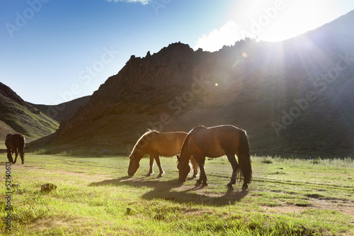 Photo: Mongolia Horse Mongolia Horse