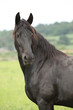 Beautiful friesian horse on pasturage
