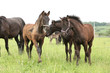 Friesian foals on pasturage