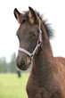Friesian foal with halter standing on pasturage