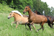 Batch of horses running