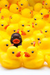 patos de goma