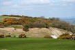 Gorse bushes on South Downs