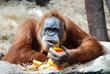 Big orangutan