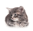Cute kitten