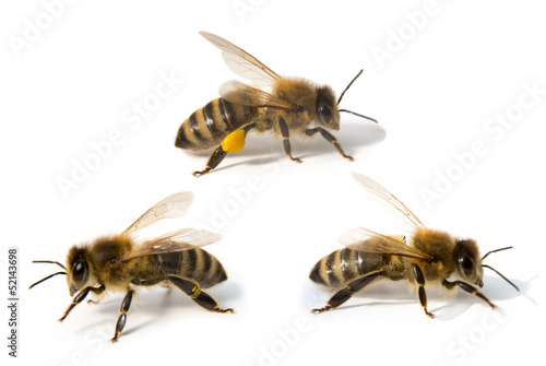 Photo: Three bees in front of white background Three bees in front of white background