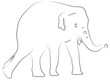 Junger Elefant