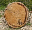 Sectioned tree trunk