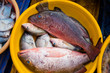 Fresh fish at the fish market