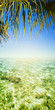 Photo: Tropical sea. Vertical panoramic composition. Tropical sea. Vertical panoramic composition.