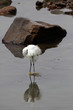 White egret