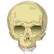 The human skull.
