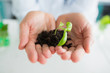 Photo: Man holding a little plant in his hands in the lab Man holding a little plant in his hands in the lab