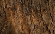bark