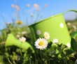Foto: gänseblume gänseblume