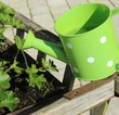Foto: garten gießen garten gießen
