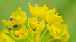 Insect pests eat wild flowers  (macro)
