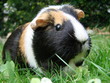 Meerschwein futtert Salat