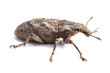 Foto: weevil isolated on white weevil isolated on white