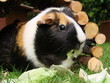 Meerschwein futtert Salat
