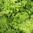 Capillaire - Adiantum capillus-veneris 