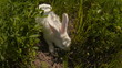 rabbit runs across the field and eating grass