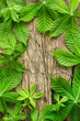 Chestnut leaves