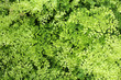 Capillaire - Adiantum capillus-veneris 