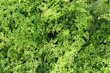 Capillaire - Adiantum capillus-veneris 