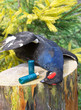 hunting trophy - the black grouse and ammunition for hunting rif