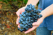 Grape Cluster