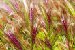 Photo: barley spikes barley spikes