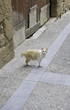 Orange Alley Cat