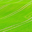 Photo: Beautiful green field pattern Beautiful green field pattern