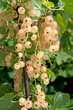 Photo: Johannisbeeren - Ribes Johannisbeeren - Ribes