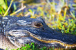 Photo: Alligator Alligator