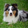 JEUNE BERGER DES SHETLAND A ROBE MERLE