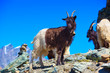 Goats