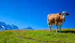 Cow on meadow