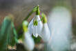 Snowdrops