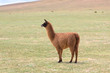 Llama in the Bolivian altiplano