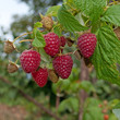 Foto: Himbeeren - Rubus idaeus Himbeeren - Rubus idaeus