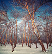 Foto: Silver frost on the trees on a sunny day in winter Silver frost on the trees on a sunny day in winter