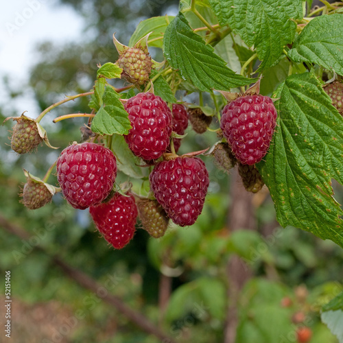 Photo: Himbeeren - Rubus idaeus Himbeeren - Rubus idaeus